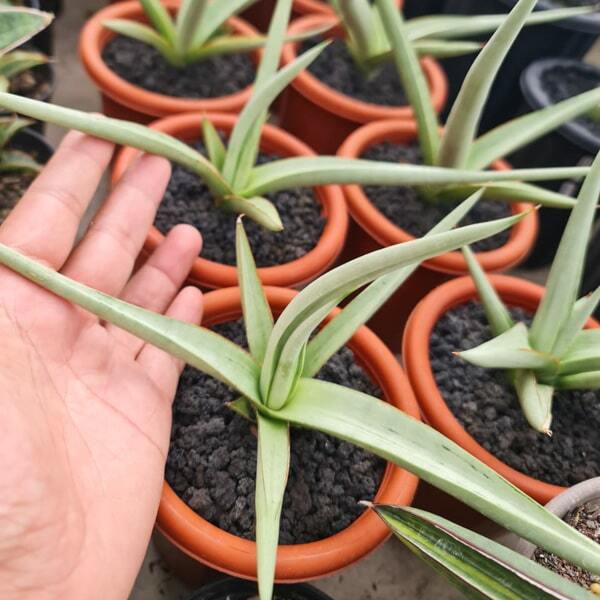 Sansevieria DANCING DRAGON