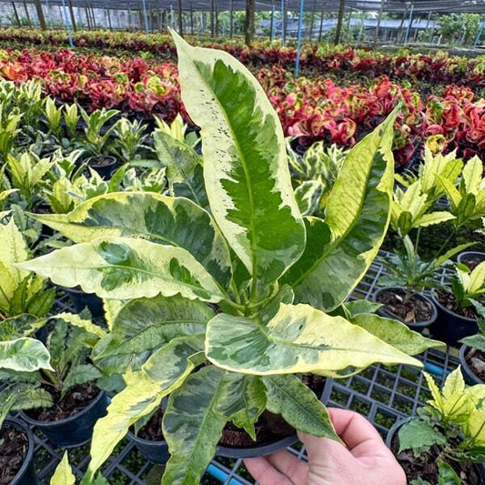 Croton VARIEGATED Ð DANG