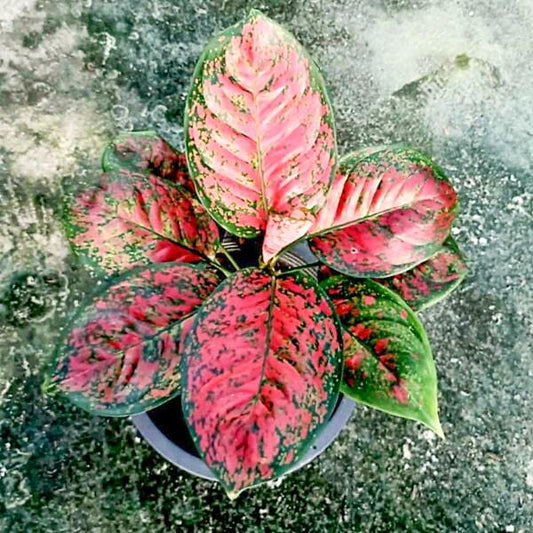 Aglaonema DAENG JAKKARD