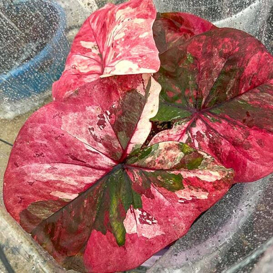 Caladium DAENG ANDA