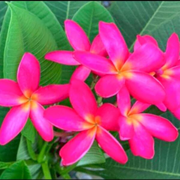 Plumeria DAENG UDON