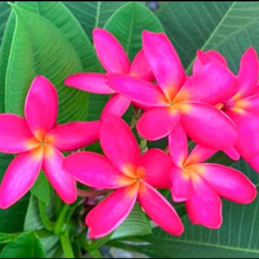 Plumeria DAENG UDON