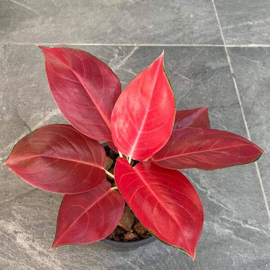 Aglaonema DANG SEDTHEE (COCHIN BERRY)