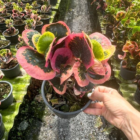 Croton DARA CHAN