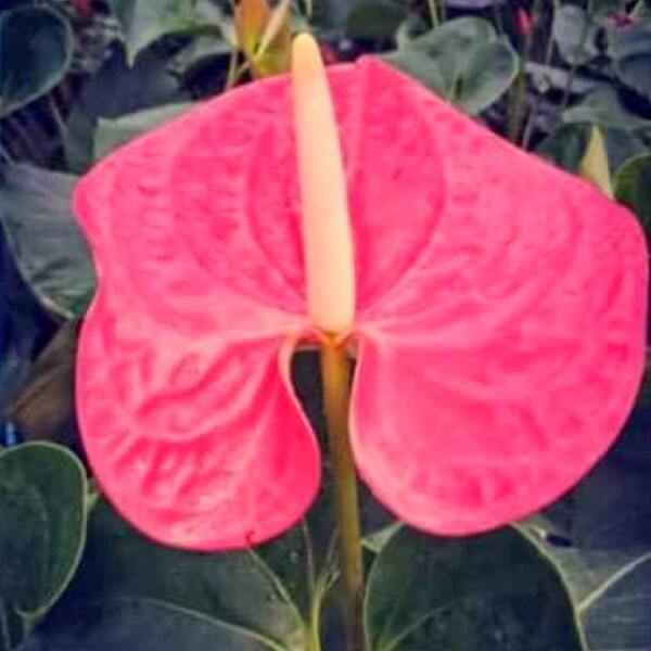 Anthurium andraeanum DARK PINK