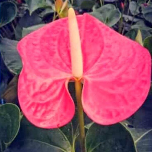 Anthurium andraeanum DARK PINK