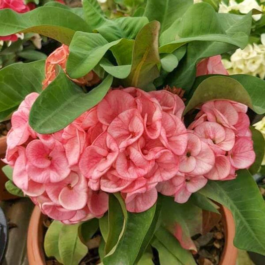 Euphorbia Milii DEN CHAI