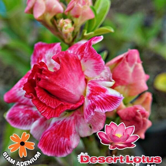 Adenium obesum DESERT LOTUS