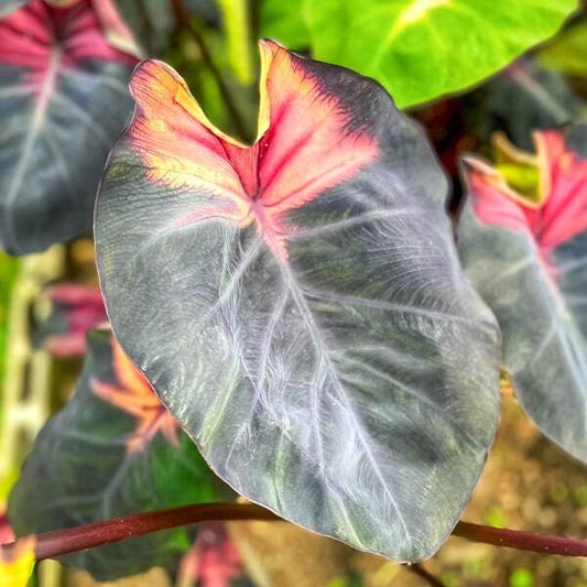 Colocasia DIABLO