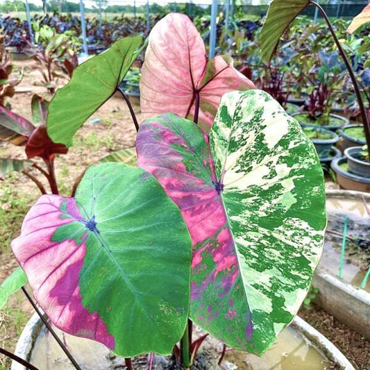 Colocasia DIAMOND ZIRCON