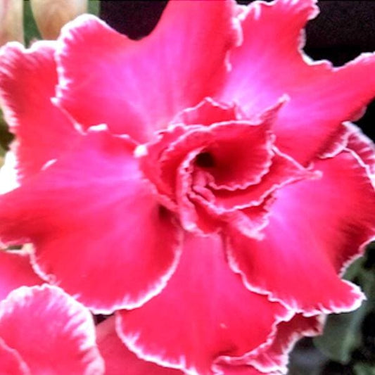 Adenium obesum DIAMOND