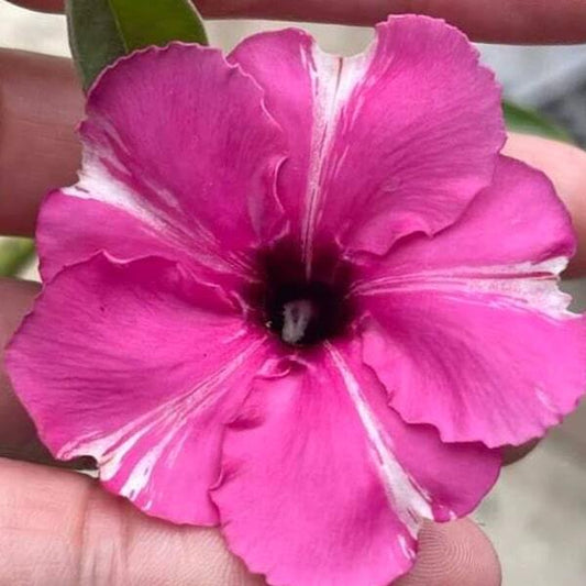Adenium swazicum DIAMOND RING