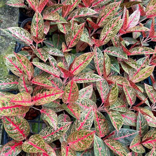 Aglaonema DIANA