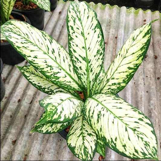 Dieffenbachia THEP PRATHAN