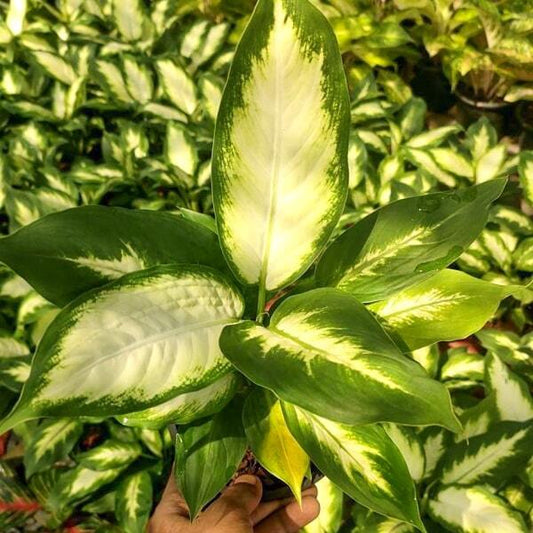 Dieffenbachia CHAN KRAJANG