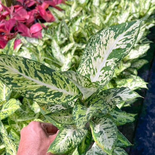 Dieffenbachia RAB THONG