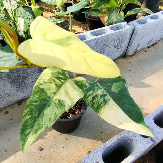Philodendron DOMESTICUM VAR