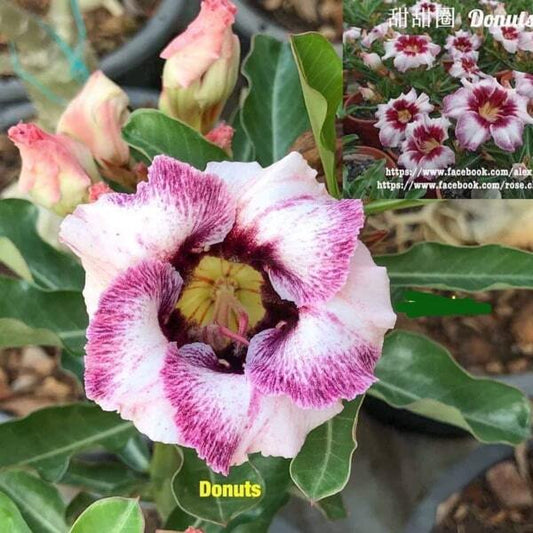 Adenium obesum DONUTS