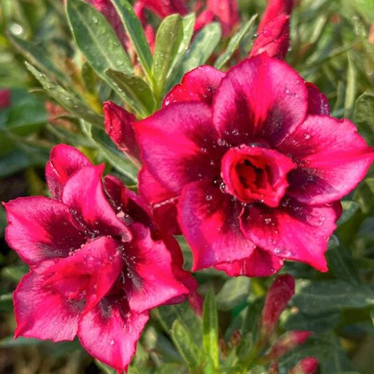 Adenium obesum DOREMI
