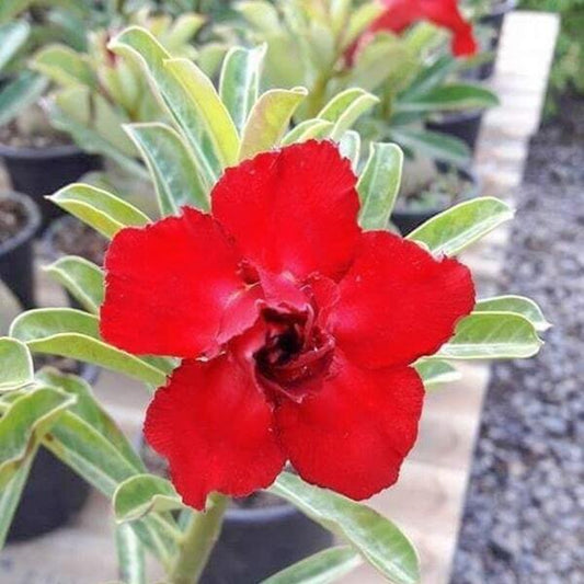 Adenium obesum DOUBLE UDOMSAB