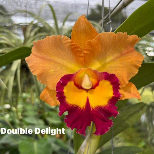 Rhyncholaeliocattleya orchid RLC. DOUBLE DELIGHT
