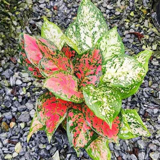 Aglaonema DOUBLE ANYAMANEE