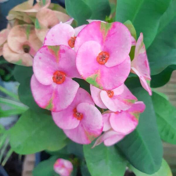 Euphorbia Milii DOUNG ISREE