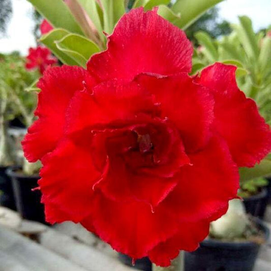 Adenium obesum DOUNG SEDTHEE