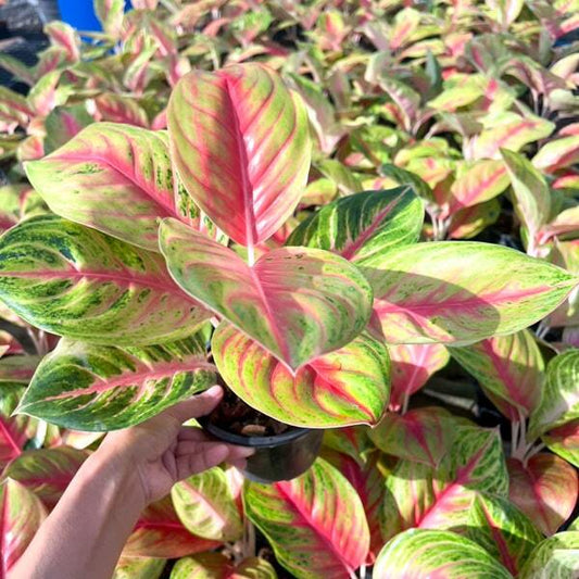 Aglaonema BOXING