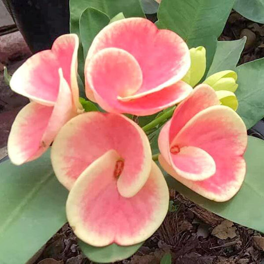 Euphorbia Milii DOUNG KAEW