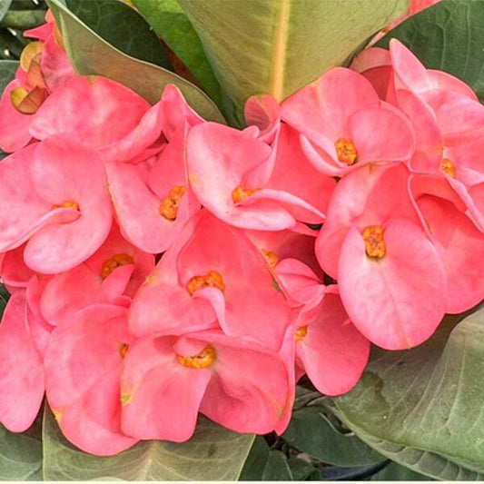 Euphorbia Milii DOUNG MANEE