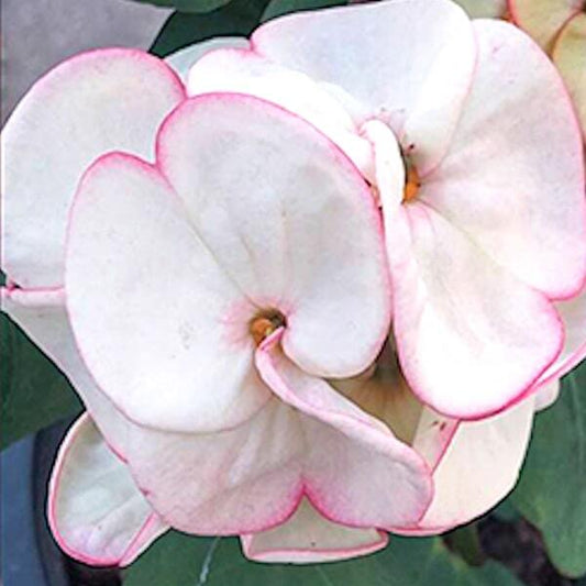 Euphorbia Milii DOUNG MONGKOL