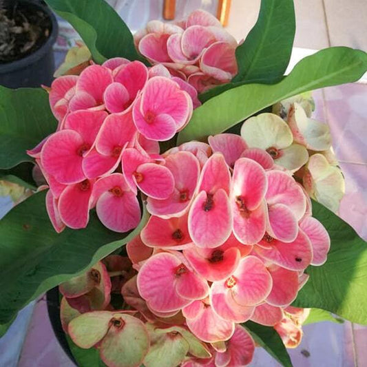 Euphorbia Milii DOUNG PA JAREN