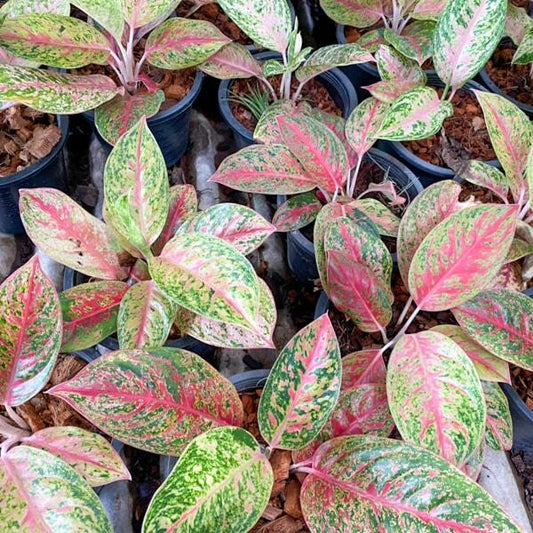 Aglaonema DOUNG SEDTHEE