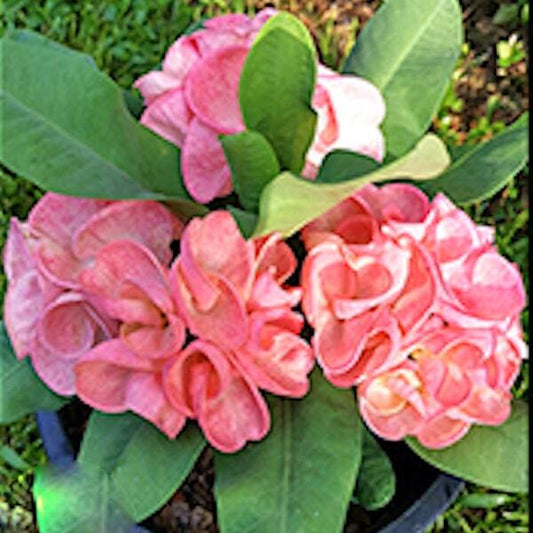 Euphorbia Milii DOUNG UDOM