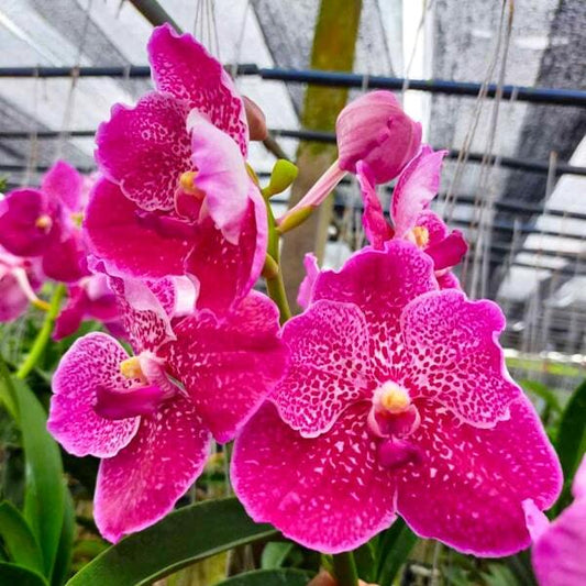 Vanda orchid V DR ANEK BAI