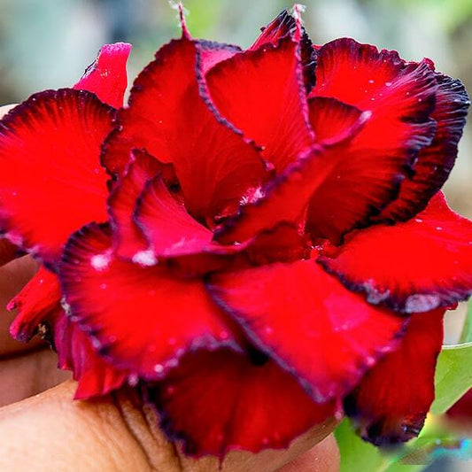 Adenium obesum DRAGON BLOOD