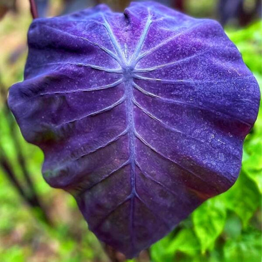 Colocasia DRAGON TARO