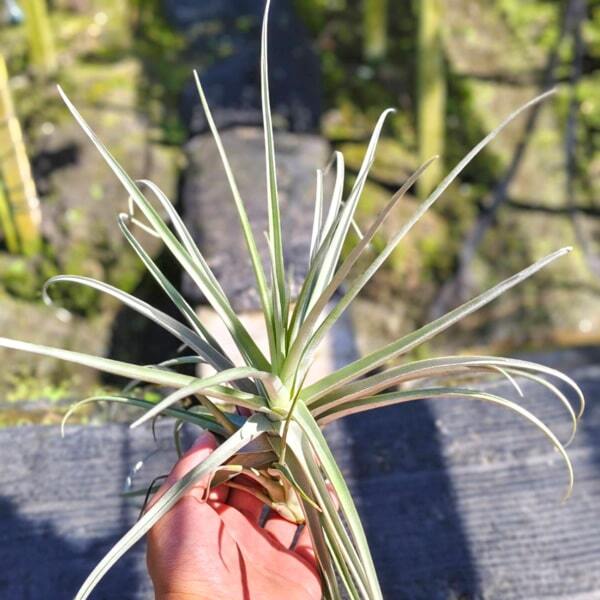 Tillandsia duratii x stricta L