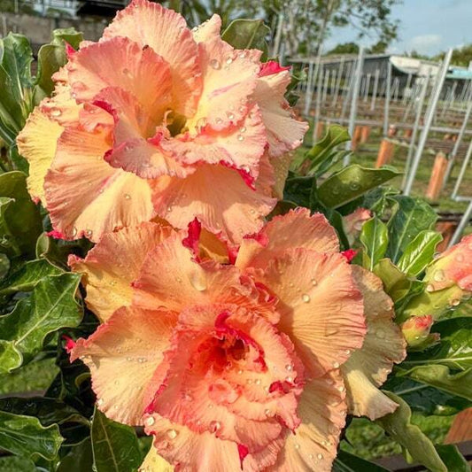 Adenium obesum DUYEN DANG