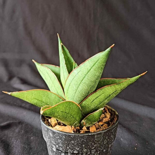 Sansevieria EMERALD WING