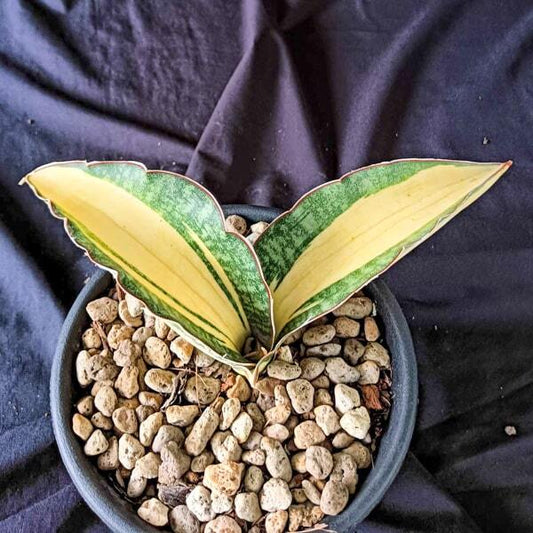 Sansevieria ES829