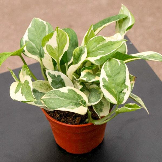Epipremnum AUREUM NJOY