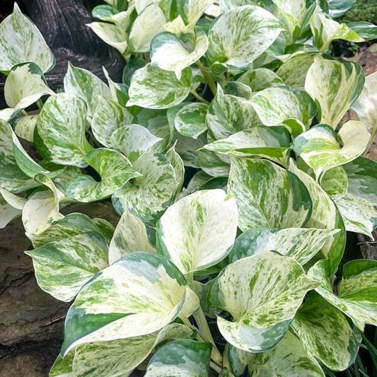 Epipremnum AUREUM MANJULA