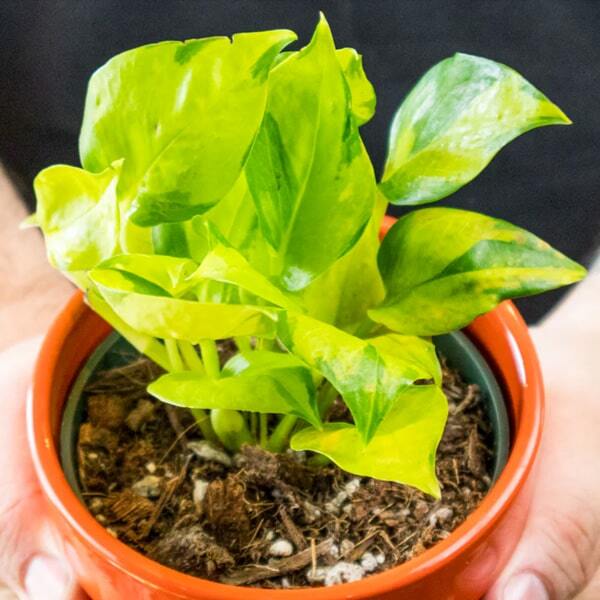 Epipremnum AUREUM NJOY NEON