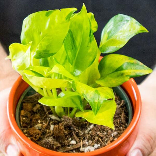 Epipremnum AUREUM NJOY NEON