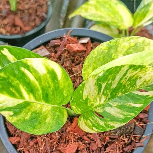 Epipremnum PINNATUM GOLDEN FLAME