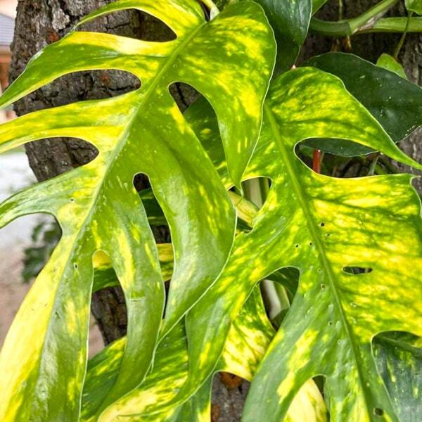 Epipremnum PINNATUM GOLDEN FLAME MATURE