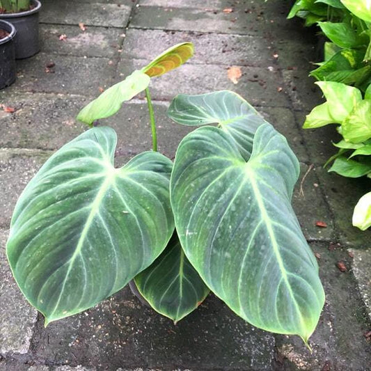 Philodendron EL CHOCO