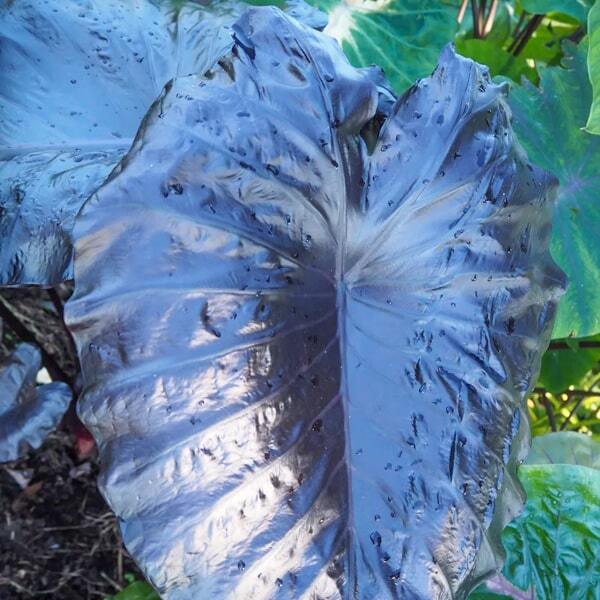 Colocasia ELECTRIC BLUE